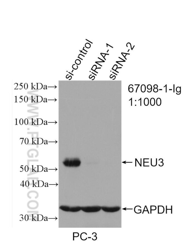 NEU3 Antibody in Western Blot (WB)