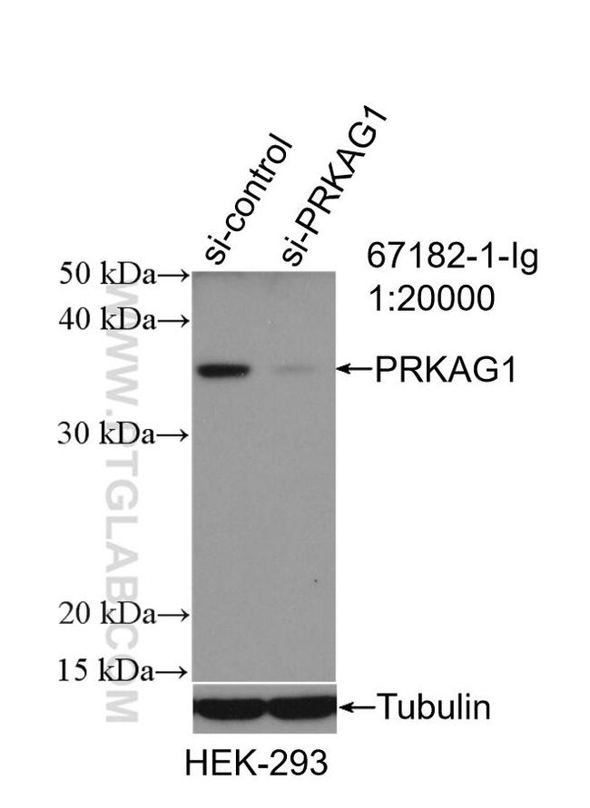 AMPK Gamma 1 Antibody in Western Blot (WB)