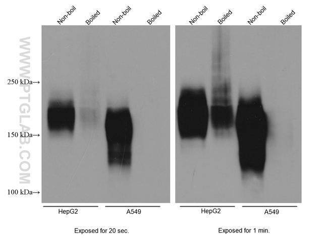 MRP1 Antibody in Western Blot (WB)