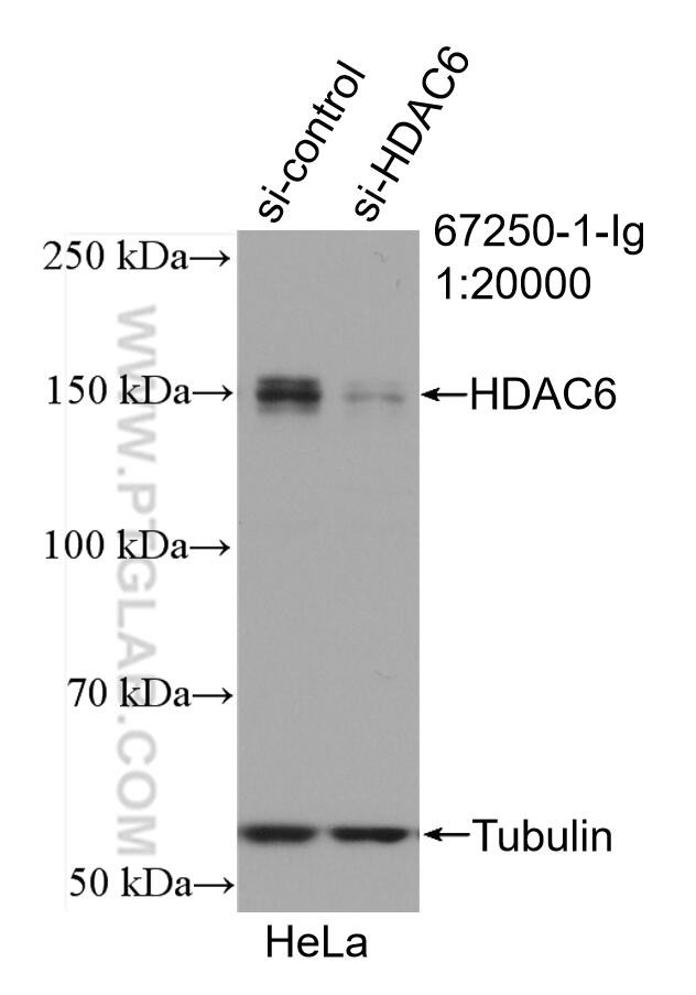 HDAC6 Antibody in Western Blot (WB)