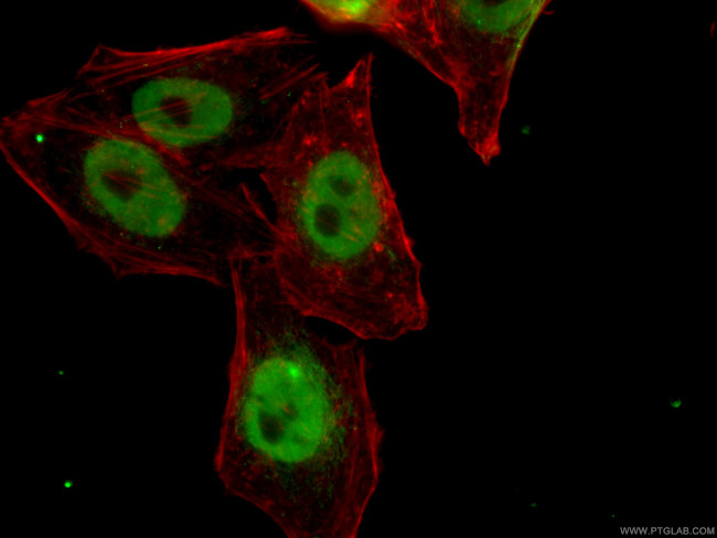 HNRNPH1 Antibody in Immunocytochemistry (ICC/IF)