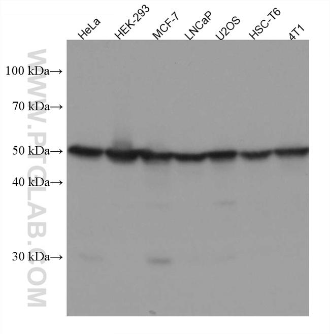 HNRNPH1 Antibody in Western Blot (WB)