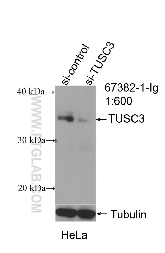 TUSC3 Antibody in Western Blot (WB)
