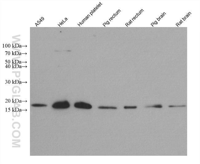 Destrin Antibody in Western Blot (WB)