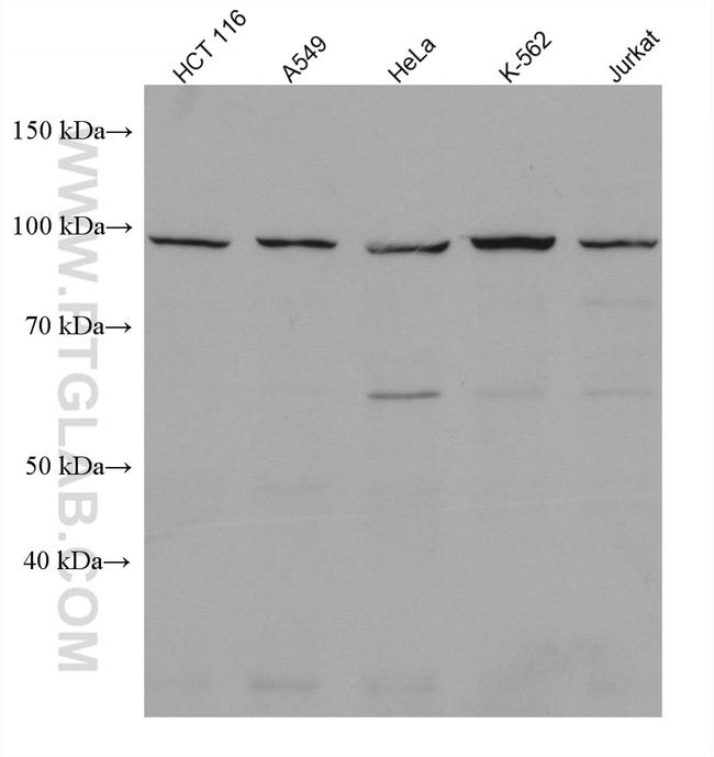 KDM1B Antibody in Western Blot (WB)