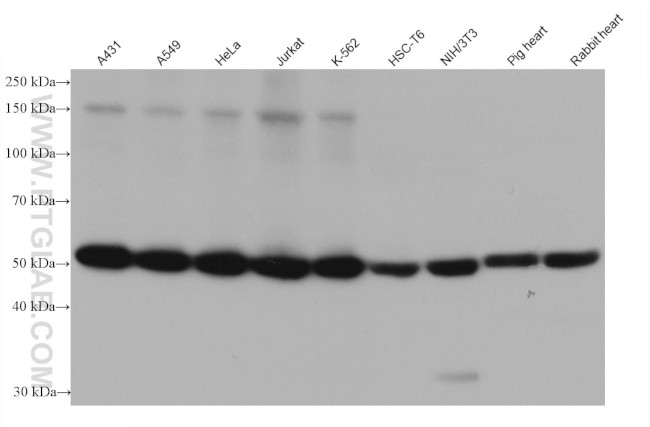 Annexin A11 Antibody in Western Blot (WB)