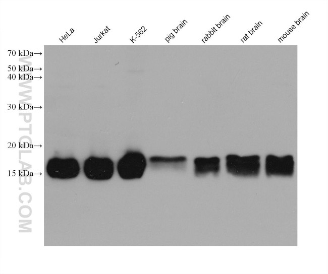 PIN1 Antibody in Western Blot (WB)