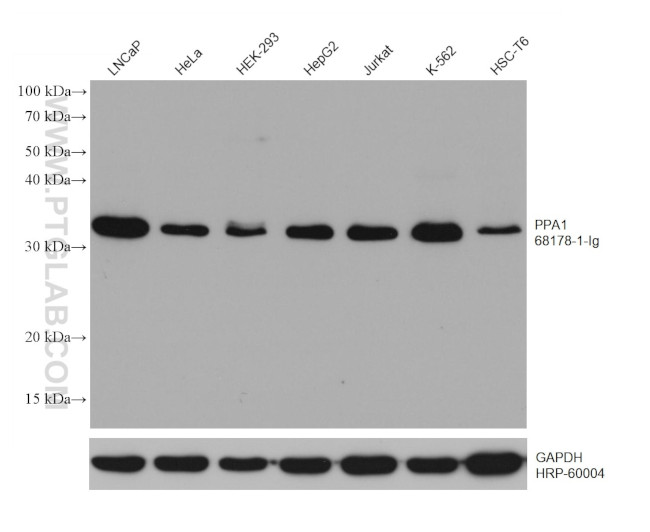 PPA1 Antibody in Western Blot (WB)