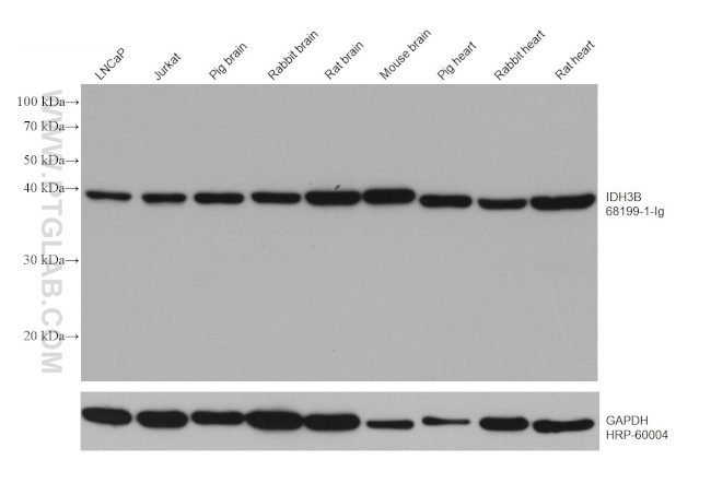 IDH3B Antibody in Western Blot (WB)