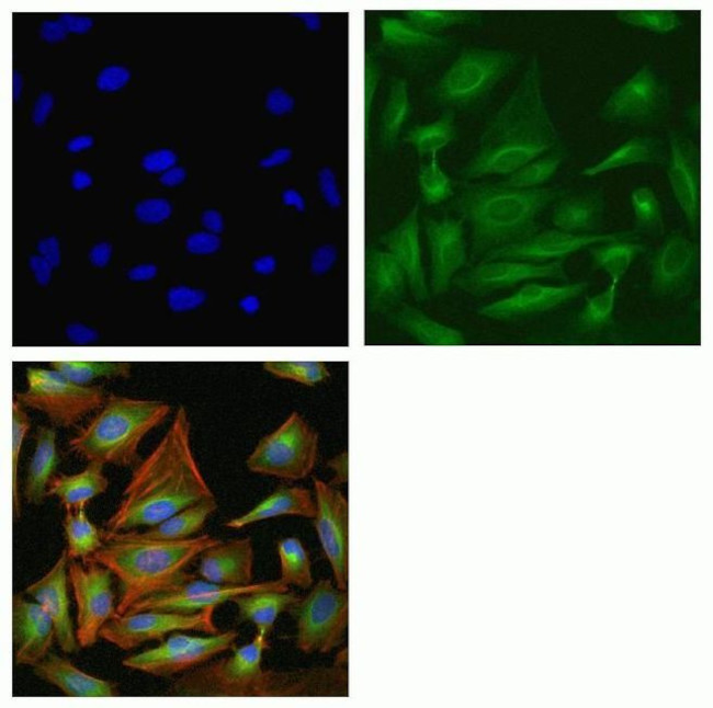 IRAK4 Antibody in Immunocytochemistry (ICC/IF)