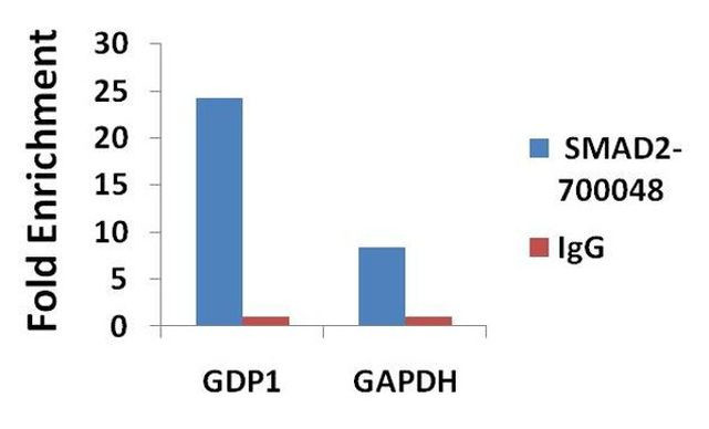 SMAD2 Antibody