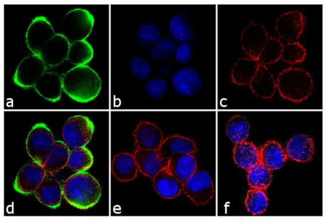 Phospho-c-Met (Tyr1230, Tyr1234, Tyr1235) Antibody in Immunocytochemistry (ICC/IF)