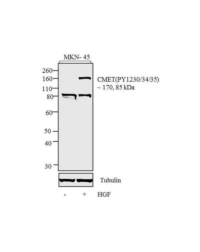 Phospho-c-Met (Tyr1230, Tyr1234, Tyr1235) Antibody in Western Blot (WB)