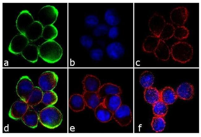 Phospho-c-Met (Tyr1230, Tyr1234, Tyr1235) Antibody