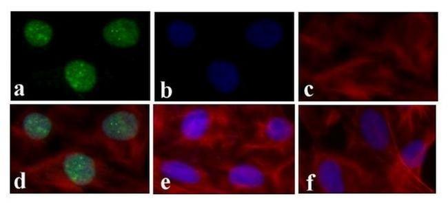 STAT4 Antibody