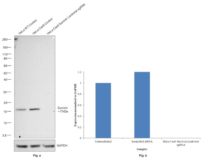 Survivin Antibody