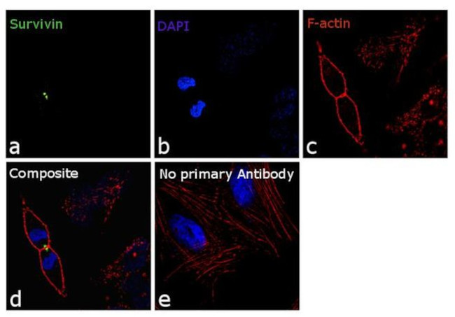 Survivin Antibody in Immunocytochemistry (ICC/IF)