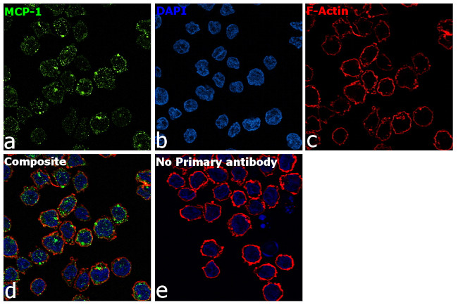 MCP-1 Antibody in Immunocytochemistry (ICC/IF)