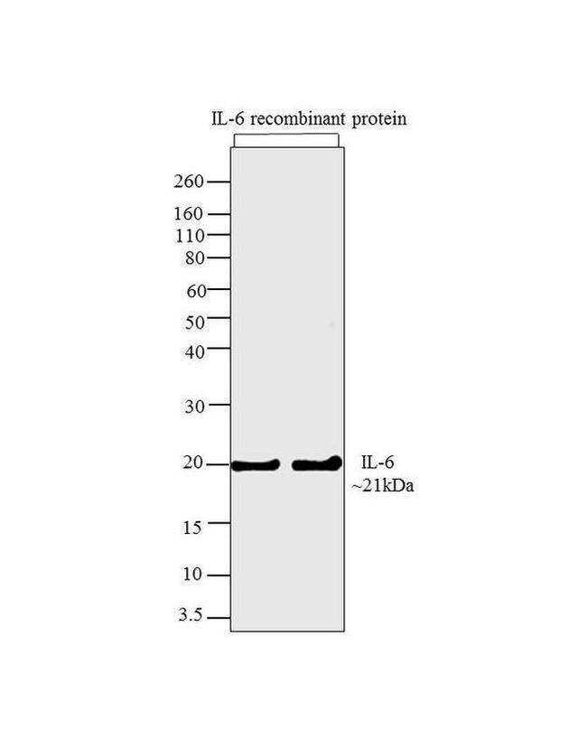 IL-6 Antibody in Western Blot (WB)