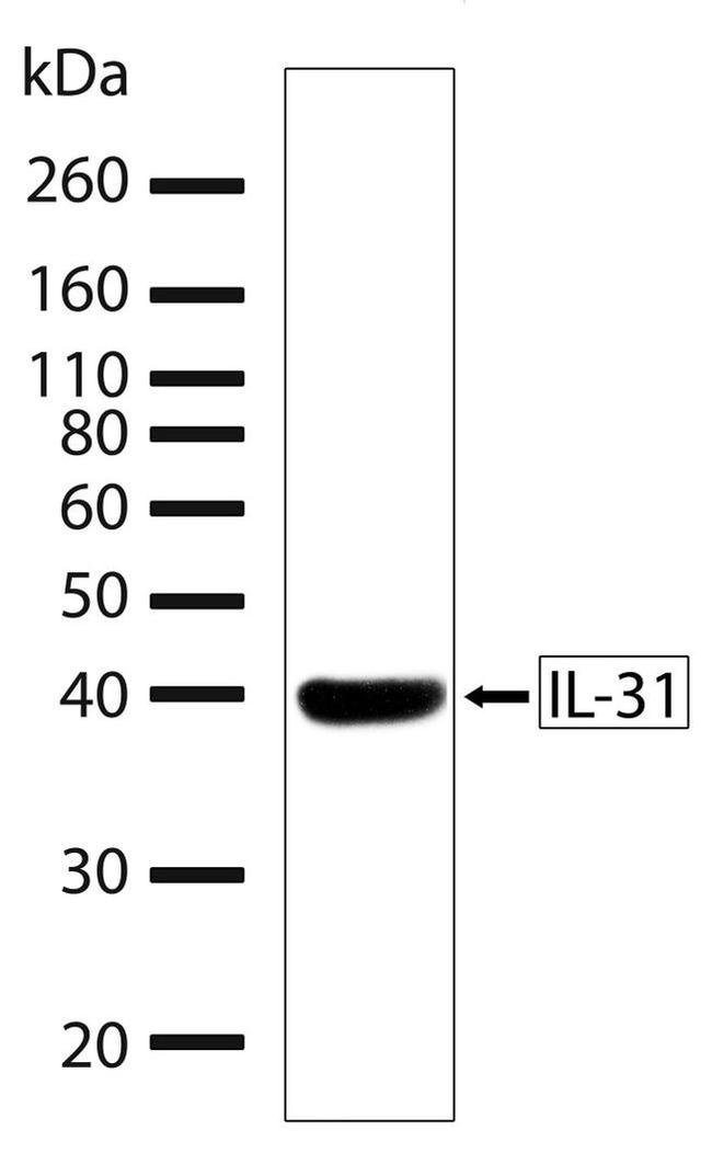 IL-31 Antibody in Western Blot (WB)