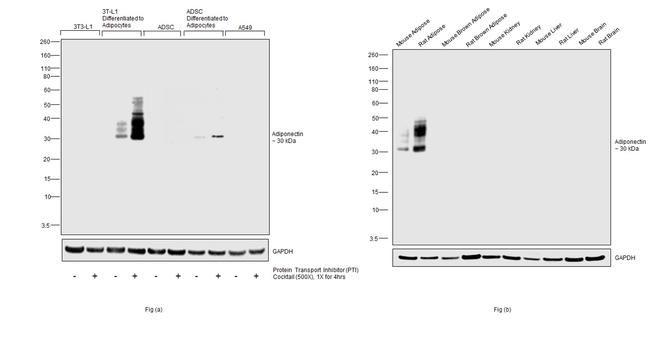 Adiponectin Antibody in Western Blot (WB)