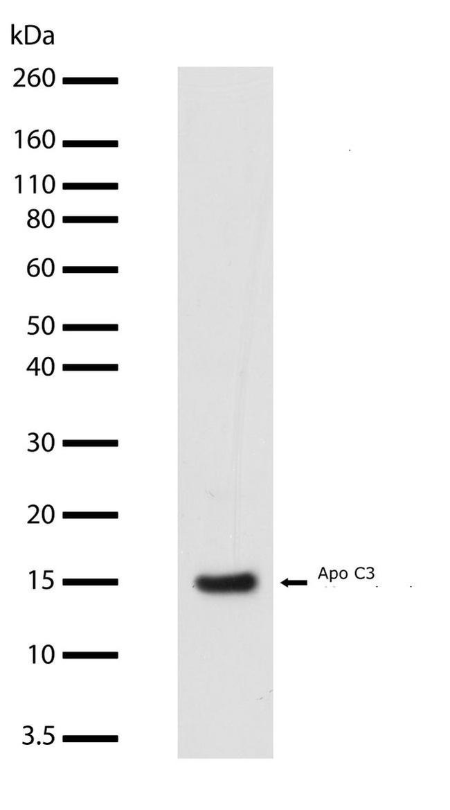 ApoC3 Antibody in Western Blot (WB)