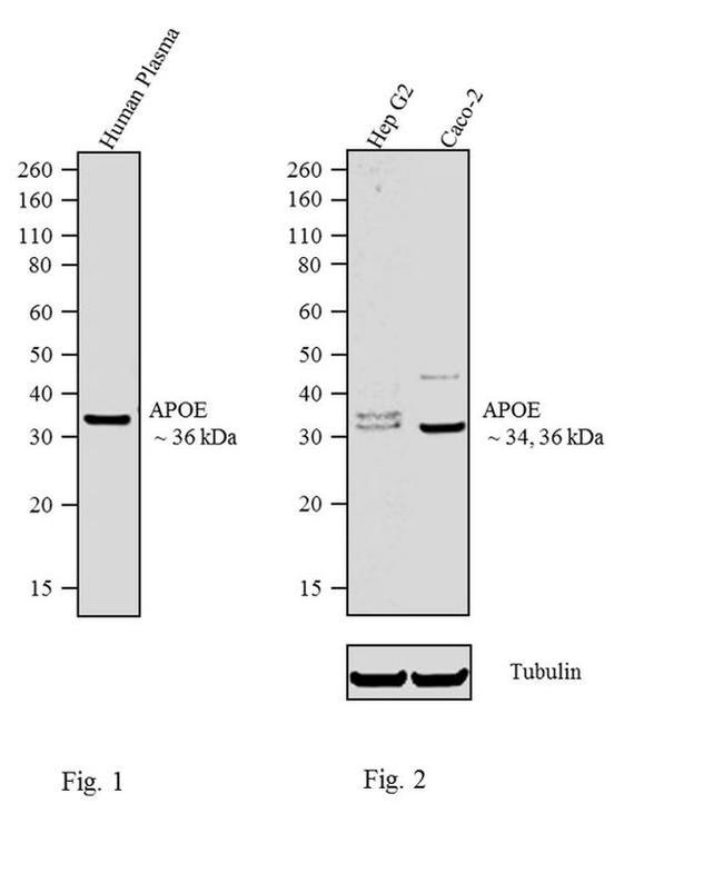 APOE Antibody in Western Blot (WB)