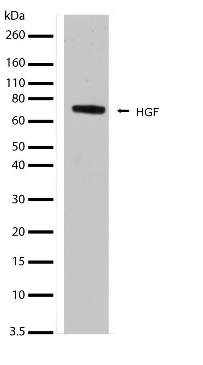 HGF Antibody in Western Blot (WB)