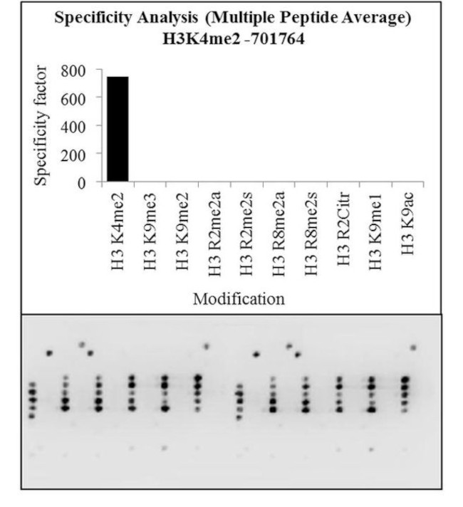 H3K4me2 Antibody in Peptide array (ARRAY)