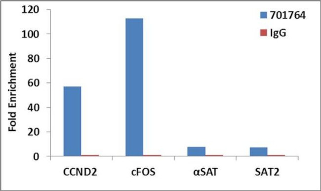 H3K4me2 Antibody in ChIP Assay (ChIP)