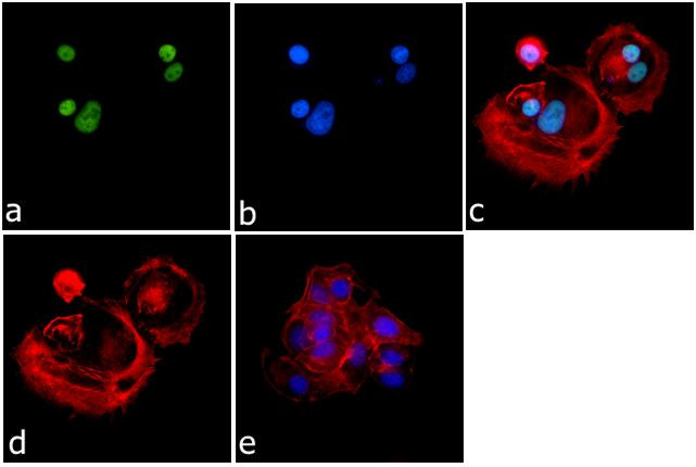 H3K4me2 Antibody in Immunocytochemistry (ICC/IF)