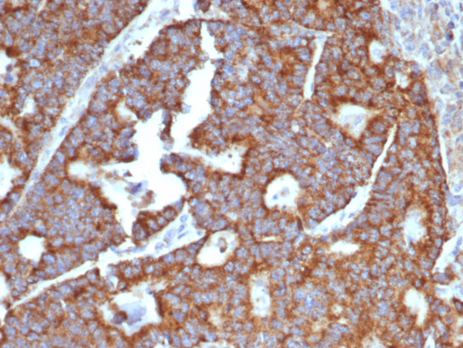 Transferrin (Early Marker of Oligodendrocytes) Antibody in Immunohistochemistry (Paraffin) (IHC (P))