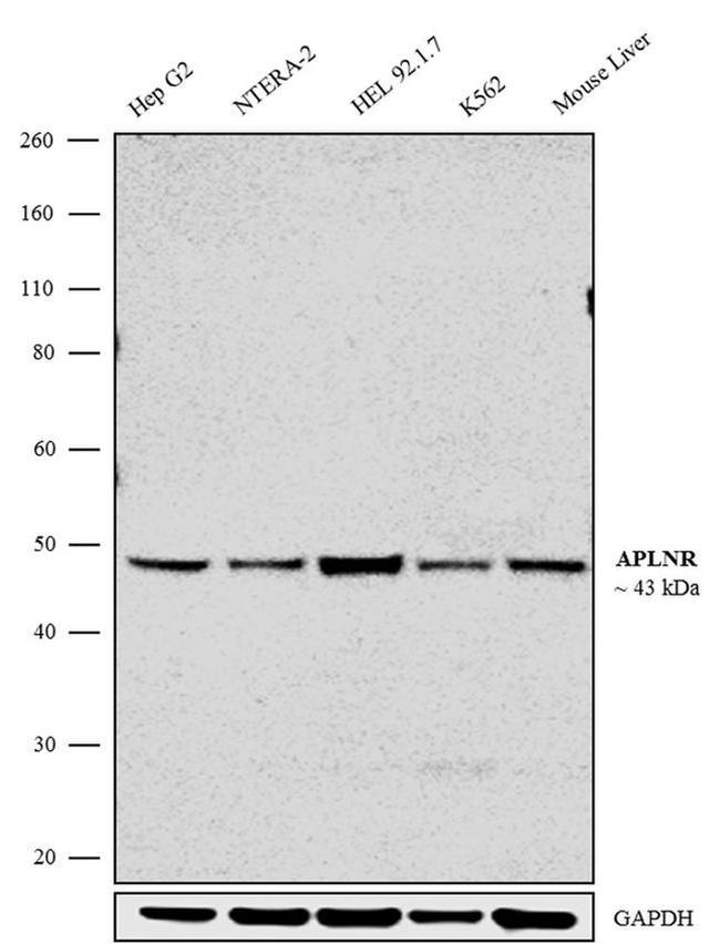 Apelin Receptor Antibody in Western Blot (WB)