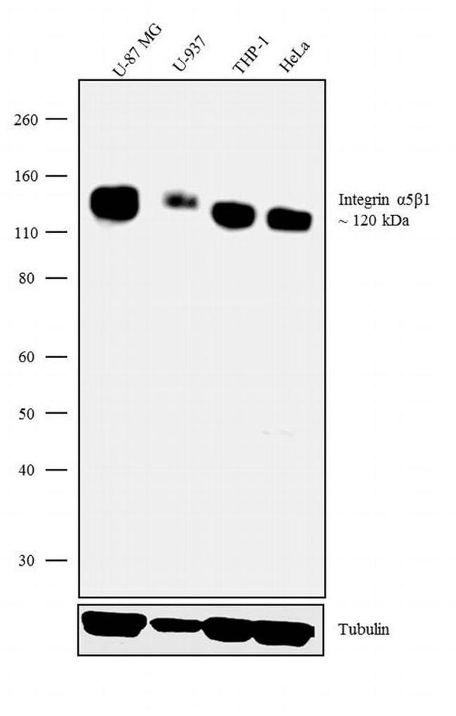 ITGA5 Antibody in Western Blot (WB)