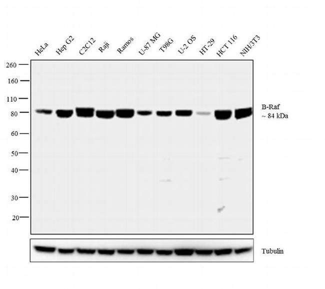 B-Raf Recombinant Monoclonal Antibody (7H30L21) (702187)