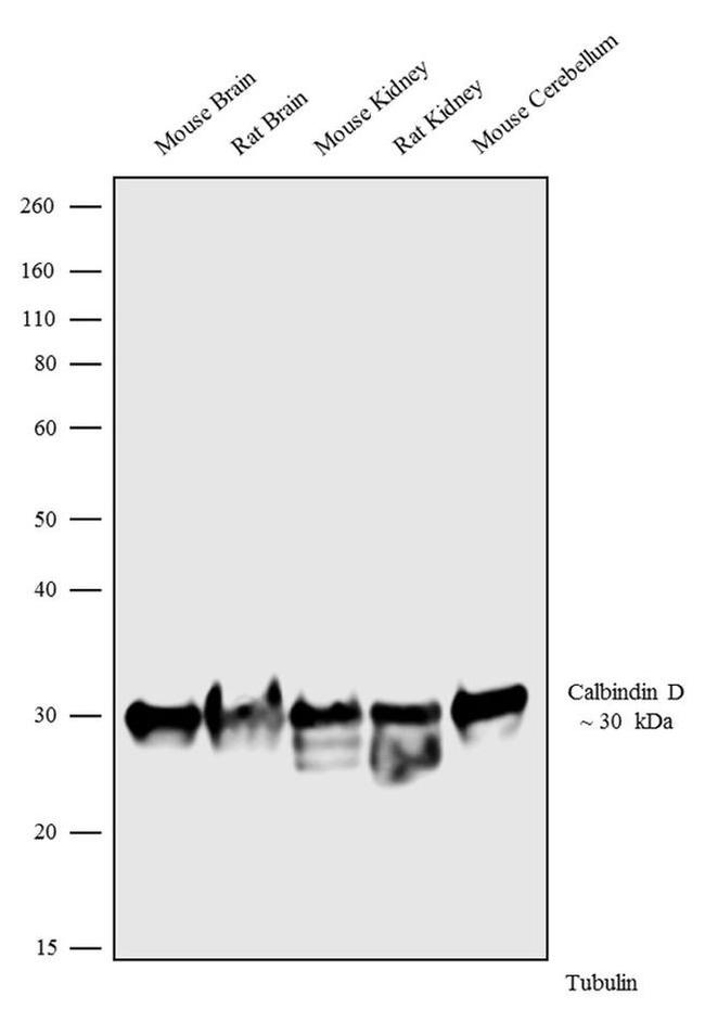 Calbindin D28K Antibody in Western Blot (WB)