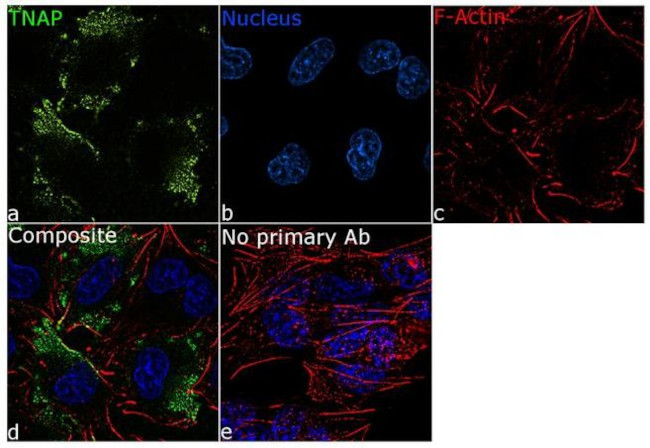 ALPL Antibody in Immunocytochemistry (ICC/IF)