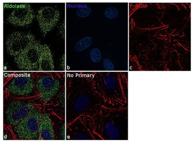 Aldolase A Antibody in Immunocytochemistry (ICC/IF)