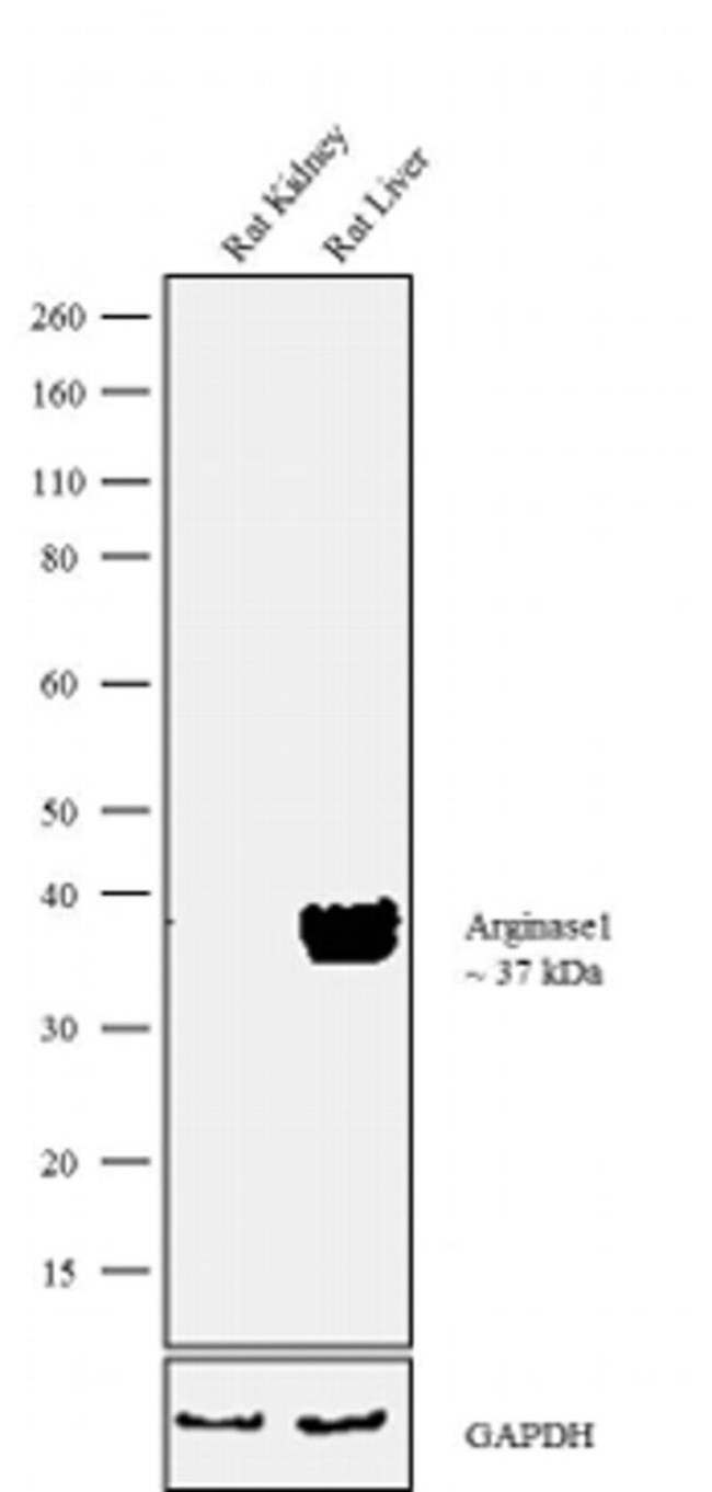 Arginase 1 Antibody