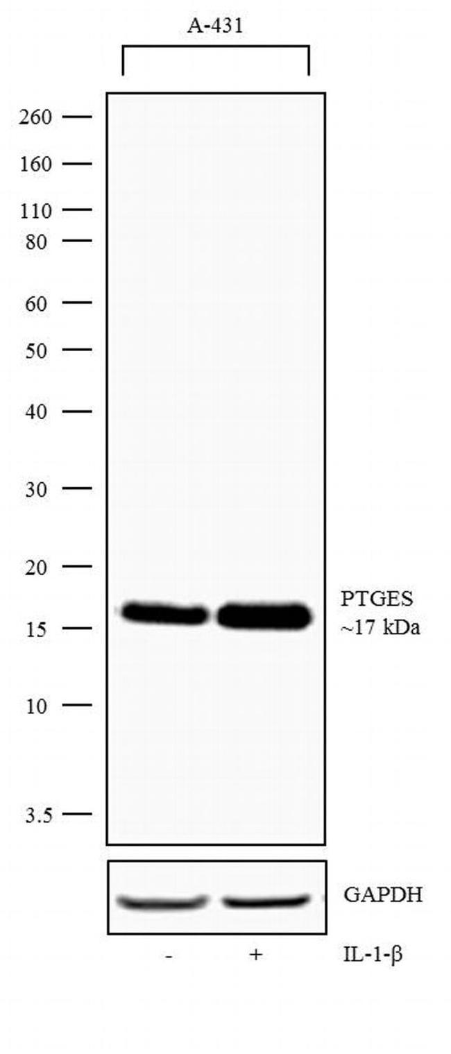 PTGES Antibody in Western Blot (WB)