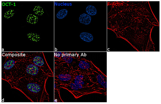 OCT1 (POU2F1) Antibody in Immunocytochemistry (ICC/IF)