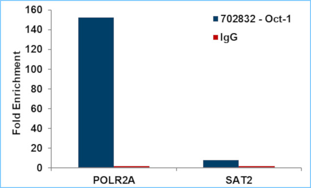 OCT1 (POU2F1) Antibody in ChIP Assay (ChIP)