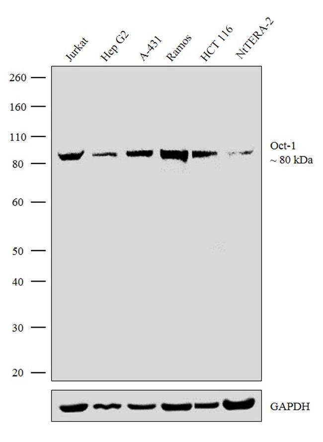 OCT1 (POU2F1) Antibody in Western Blot (WB)