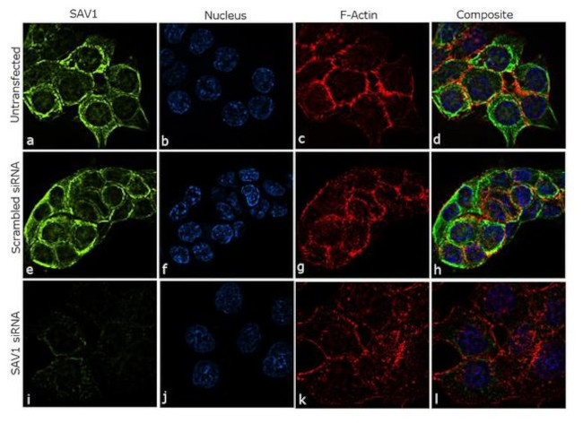 SAV1 Antibody in Immunocytochemistry (ICC/IF)