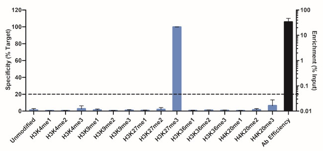 H3K27me3 Antibody in ChIP Assay (ChIP)