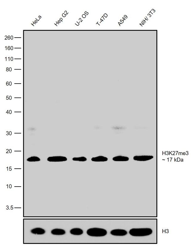 H3K27me3 Antibody in Western Blot (WB)