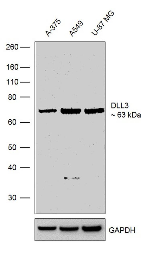 DLL3 Antibody in Western Blot (WB)