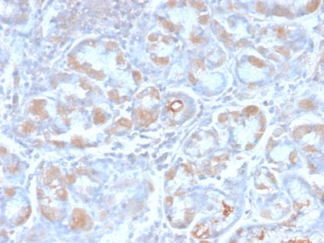 pS2/pNR-2/TFF1 (Estrogen-Regulated Protein) Antibody in Immunohistochemistry (Paraffin) (IHC (P))