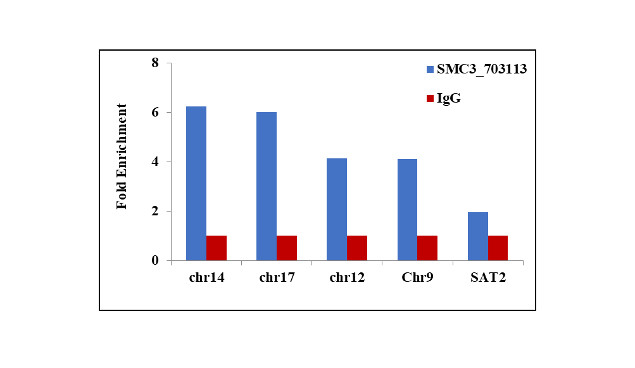 SMC3 Antibody in ChIP Assay (ChIP)