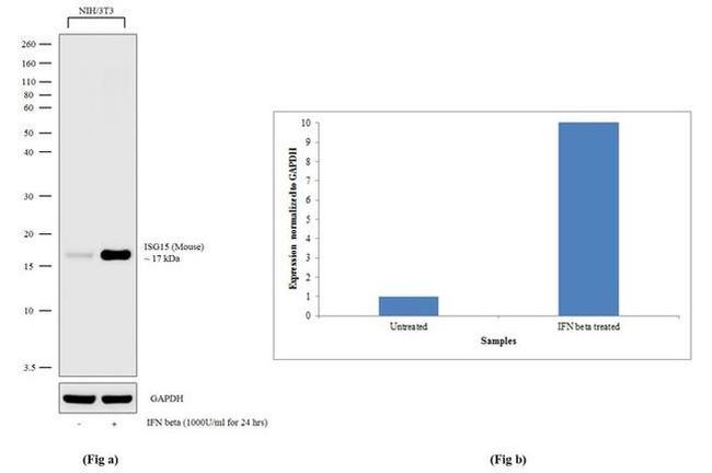 ISG15 Antibody in Western Blot (WB)